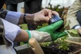 Découvrez et participez au potager collaboratif d’Evergreen 20241004 DCG Potager45©SP