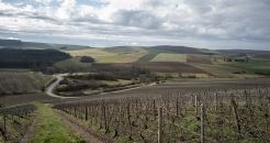 Vue paysage sur des vignes de Bourgogne