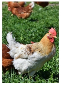 Poule.jpg